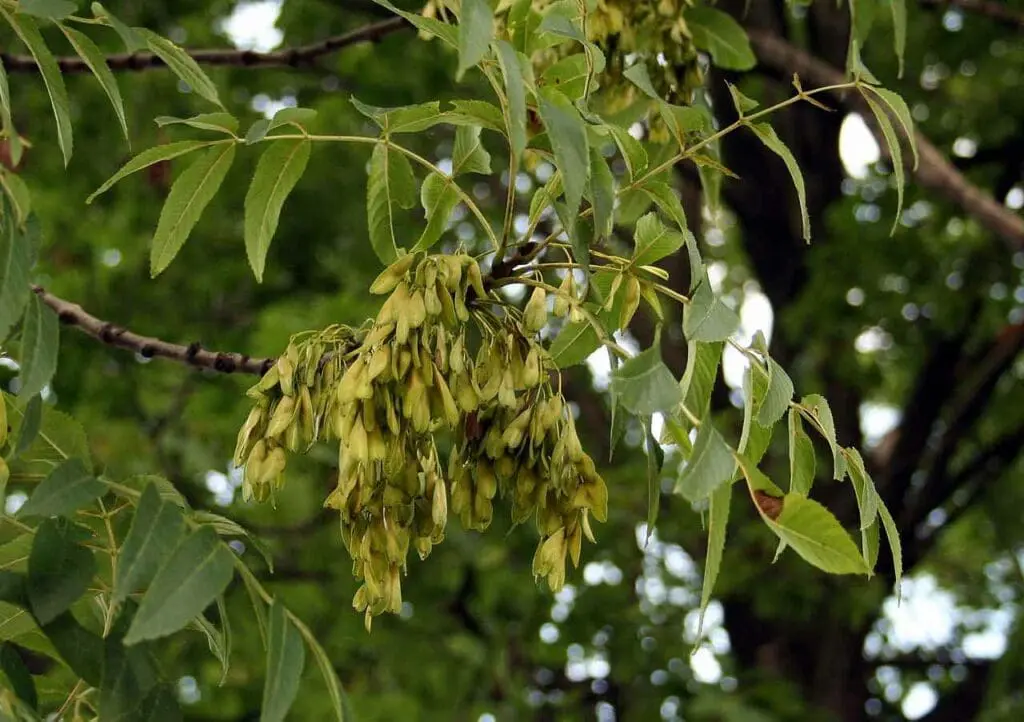 Ash seeds ALMOST ready to collect